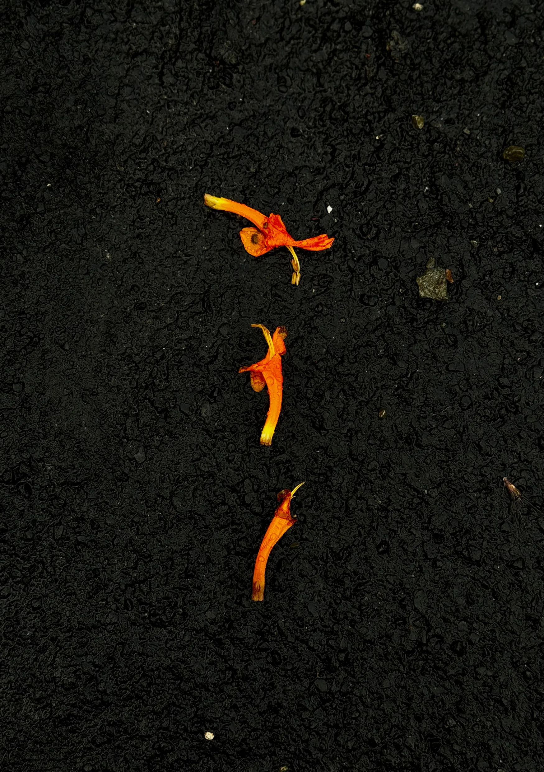 walks after rain cover